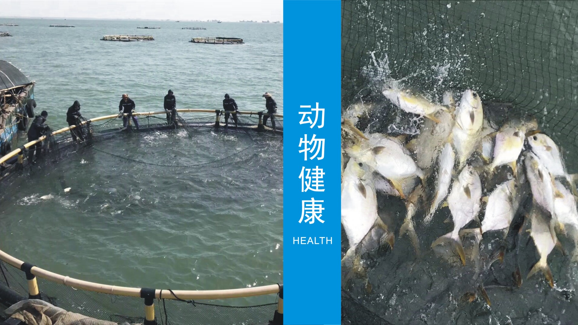 动物健康