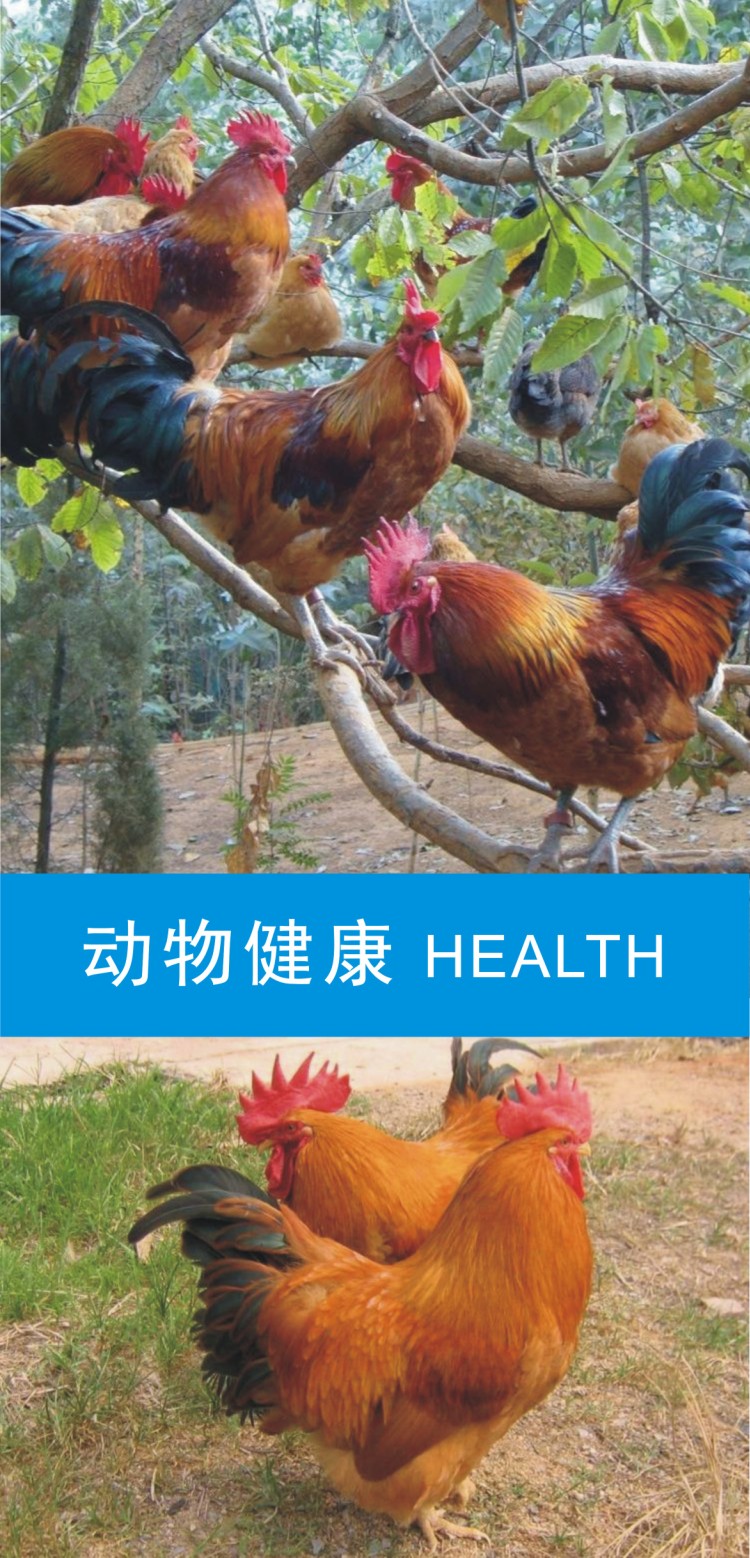动物健康1