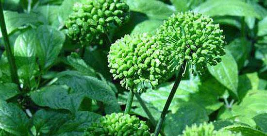 中国科学家发现抗病小体 植物免疫研究获历史性重大突破